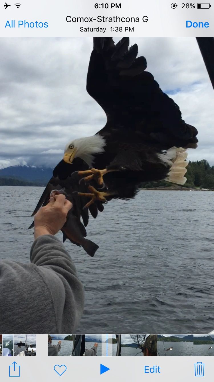 Bald Eagle Campbell River