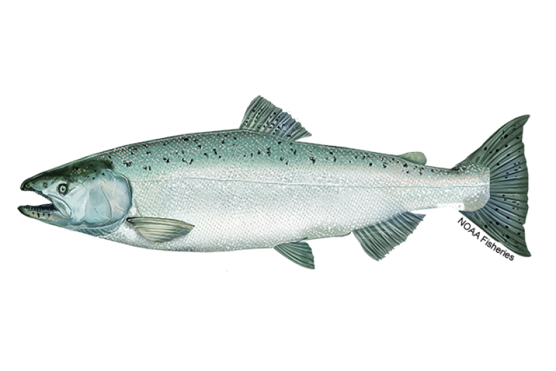 Chinook Salmon