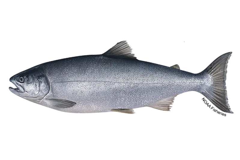 Coho Salmon