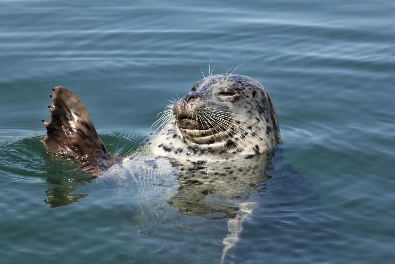 Harbour Seal Waving