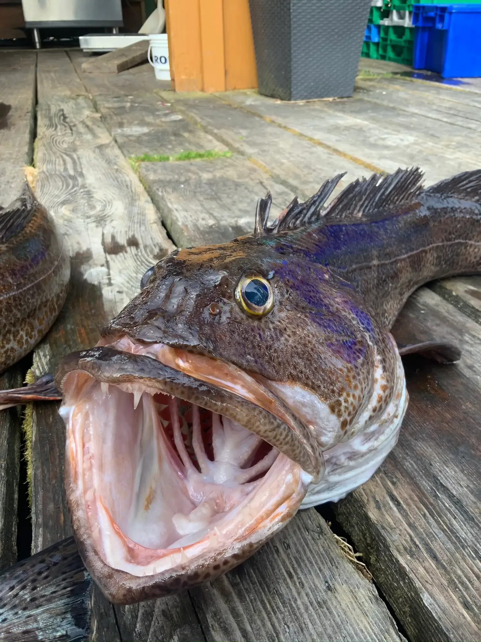 Lingcod Catch Closeup at Dock