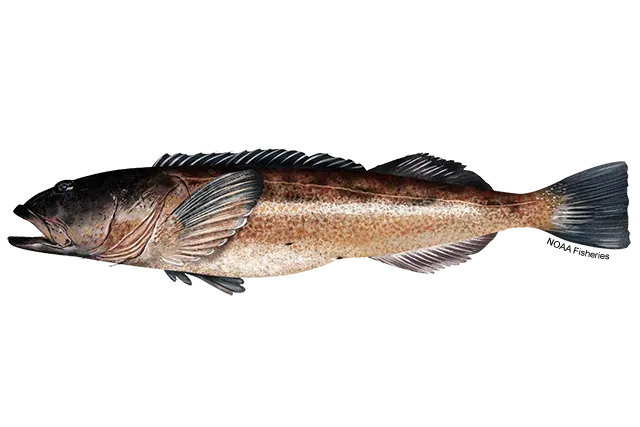 Lingcod