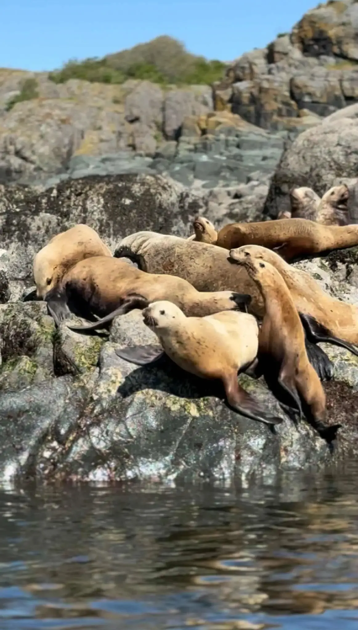 Steller Sea Lions Colony at Mitlenatch Island