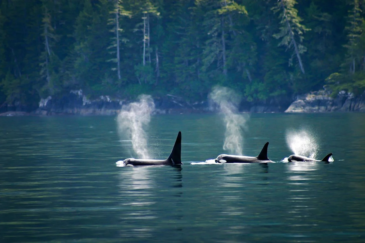 Orca Pod BC Coastline
