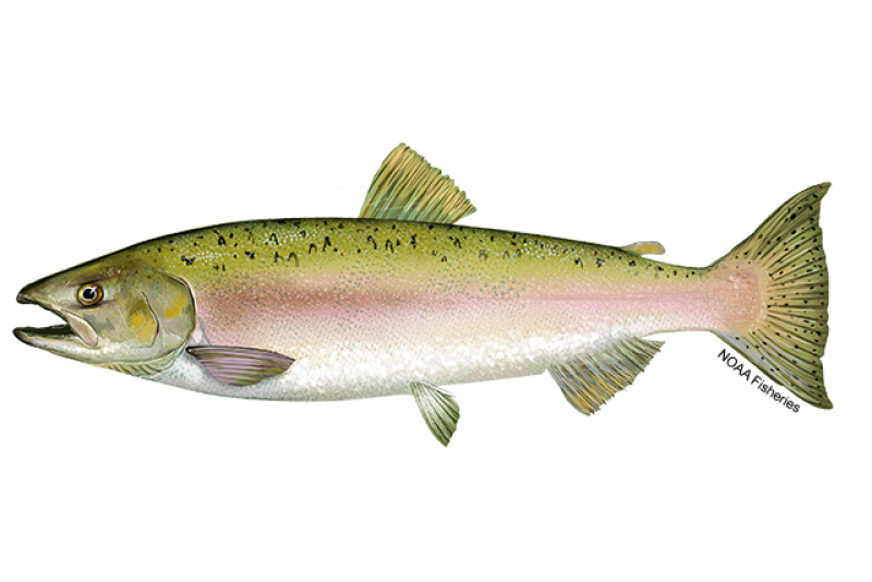 Pink Salmon