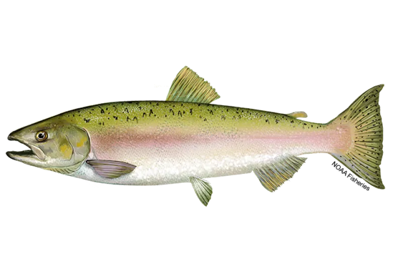 Pink Salmon