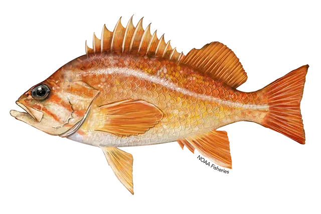 Rockfish