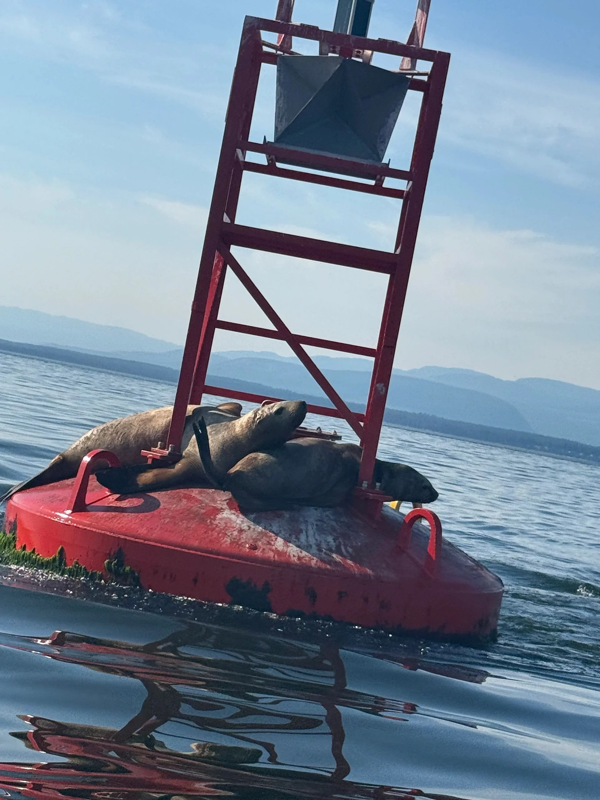 Sea Lions on Navigation Buoy Wildlife Tour