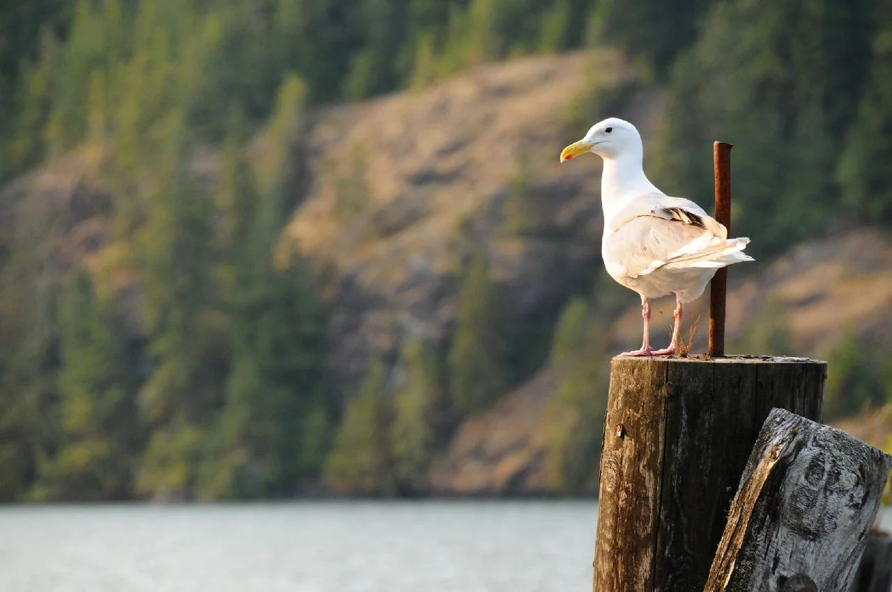 Seagull on Post BC Coastline