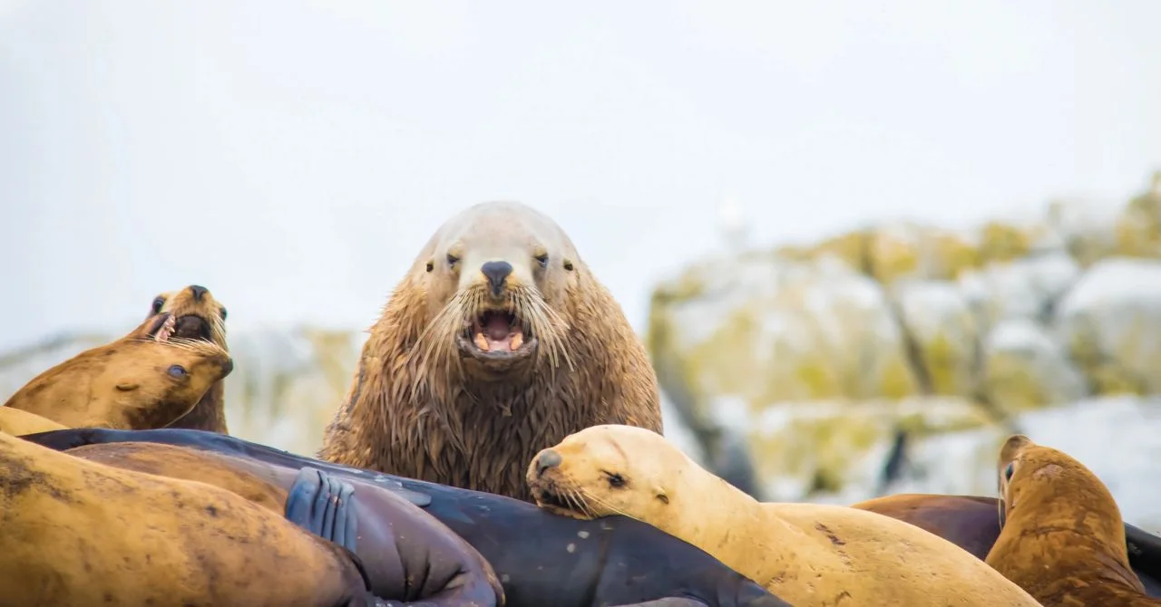 Steller Sea Lions Barking on Rocks